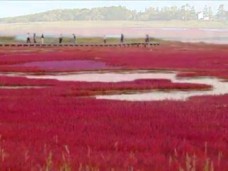 サンゴ草咲く日に（能取湖・網走）・・芹洋子
