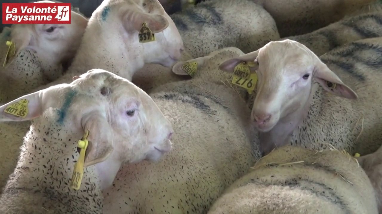 AOP Roquefort : l'OPBR se construit