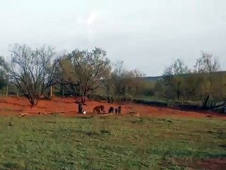 Tannerite Hog Explosion