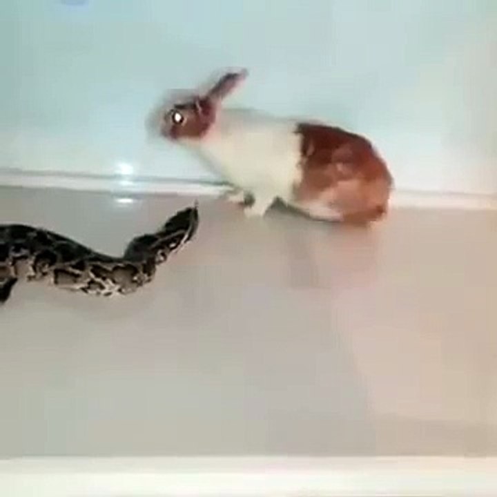 Rabbit Vs Python - Live
