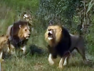 Unbelievable friendship between a man & lions