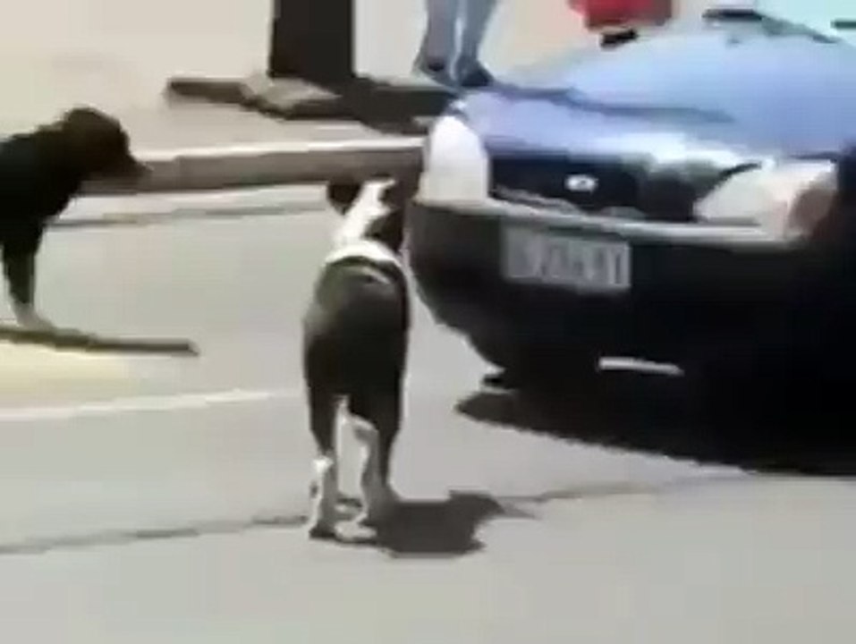 Don’t Mess With Street Dogs In Russia!