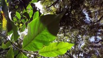 En Ethiopie, du café sauvage unique au monde pousse à la protection des forêts