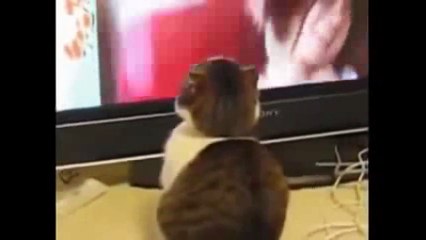 Funny Cat Fails - Komik Kedi Kazaları