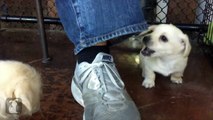 Golden Puppy Fights Jeans In Slow Motion - Puppy Love