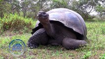 Giant Galapagos Tortoise (extreme closeup!)