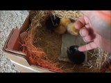 Backyard Chickens 01 - Unboxing chicks