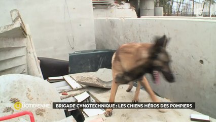 Ces chiens qui sauvent des vies