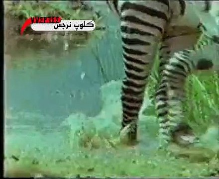 افتراس الاسود الحمار الوحشي -Lion -Zebra -Aslan Zebra