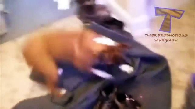 Funny Pets Chasing Laser Pointers Part 2 - Crazy Cats, Crazy Dogs, Funniest Animals, Kitty Cats - Lazerle kandırılan hayvanlar