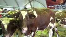 Sydney Easter Show Part 4 of 7 Cattle Historical Experience, Dinosaur Ice World Milking Barn, 5 Apr 2015