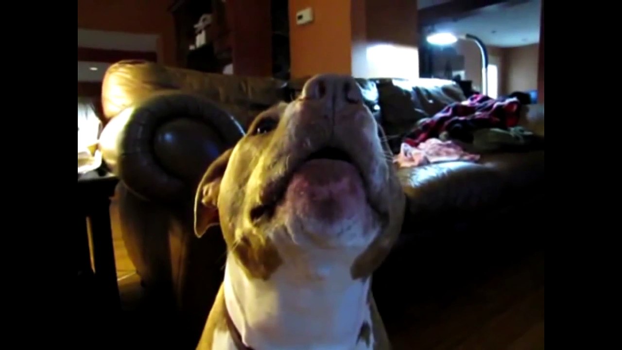 Funny Talking Animals Compilation - Talking Dogs Funny - Komik Konuşan Hayvanlar