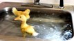 Baby Ducks Diving In The Sink LMAO! p1