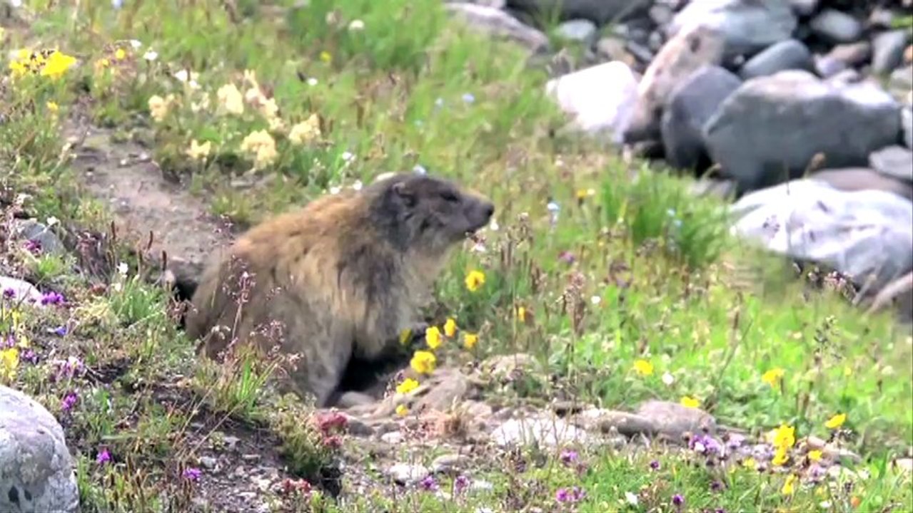Savoie Mont Blanc Tourisme Summer