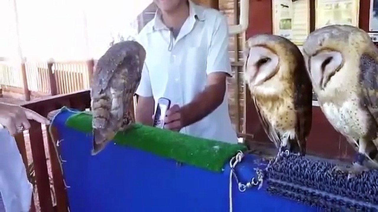 Funny animals! Music!