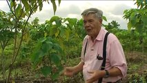 Forest regeneration in the Philippines