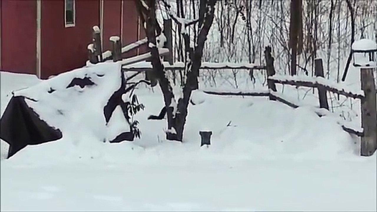 Un écureuil bourré, ça donne quoi ?