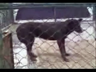 Rabia en perro. Tizayuca, Hgo 5 Jul 2007