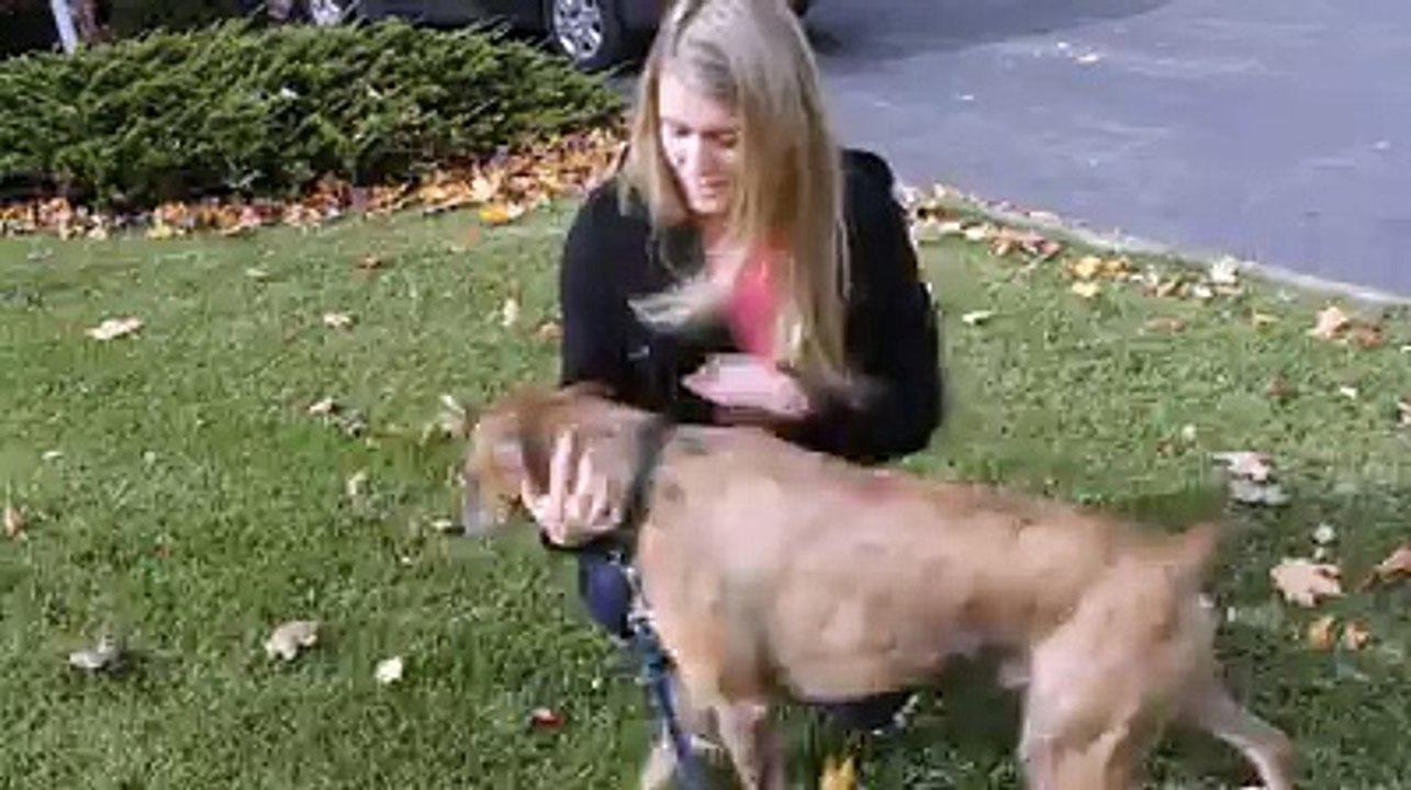 White people vs. Brown people with dogs..ZAIDALI T