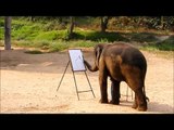 Elephants Painting Elephants - Suda... the Rembrandt of Painting Elephants