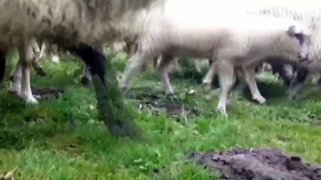 Groene grasmaaiers grazen er weer lustig op los in Groningen - RTV Noord
