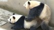 First Ever Broadcast of Giant Pandas Mating Ends in Success