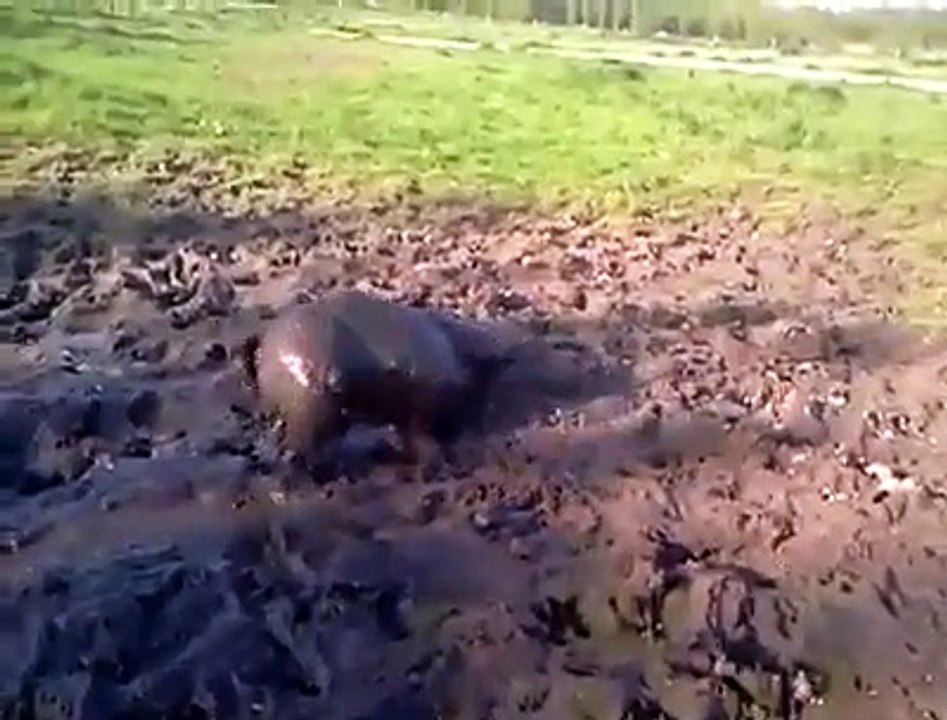 OHAA..Bu Köpek Çamura Bayılıyor...
