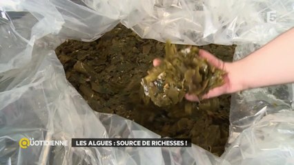 Les algues : l'or de la mer
