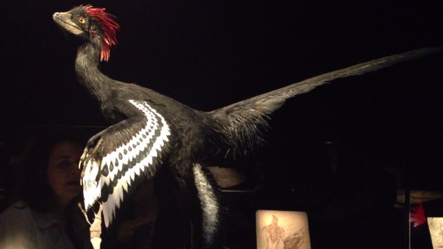 Exposition Plumes de dinosaure