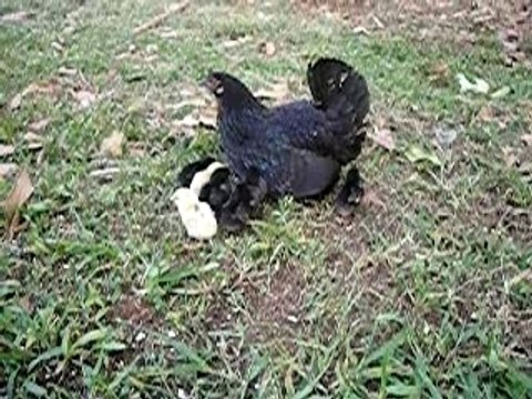 POULES (1)mama et les petits poussins