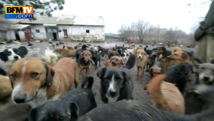 450 chiens à l’abri du besoin grâce à un chômeur en Serbie