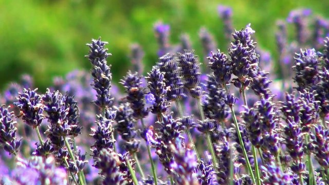 De Saint-Hilaire, producteur de produits naturels et biologiques en phytothérapie