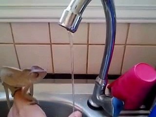 Its Awesome (chameleon washing his hands).............!!!!!!!!!!!