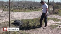 Crazy Wild Hogs Snared and Eliminated - Hog Hunting