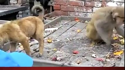 monkey teasing a dog - شرراتی_بندر_نے_شریف_کتے_کو_تنگ_کر_دیا