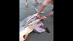DEAD SHARK GIVES BIRTH TO 3 BABY SHARKS WITH HELP OF GOOD SAMARITAN ON THE BEACH