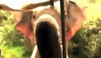 Elephant assaults on Tourists In Sri Lanka