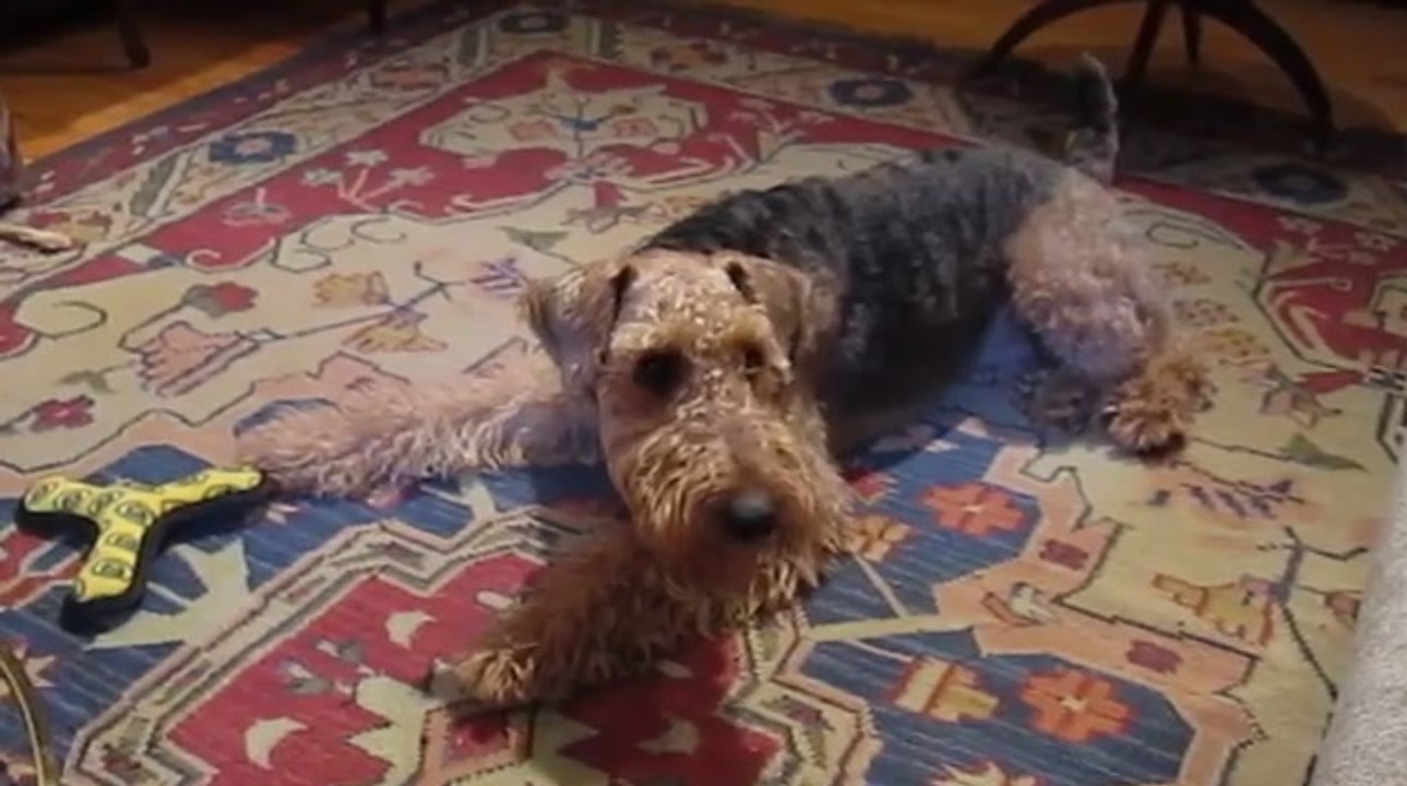 Sevimli Airedale Terrier