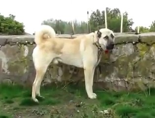 Akbaş Çoban Köpeği