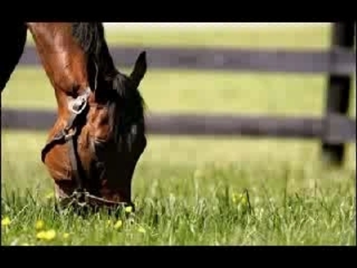 Histoire de Barbaro