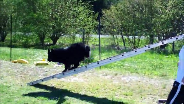 heaven agility cormery 8 avril 2015