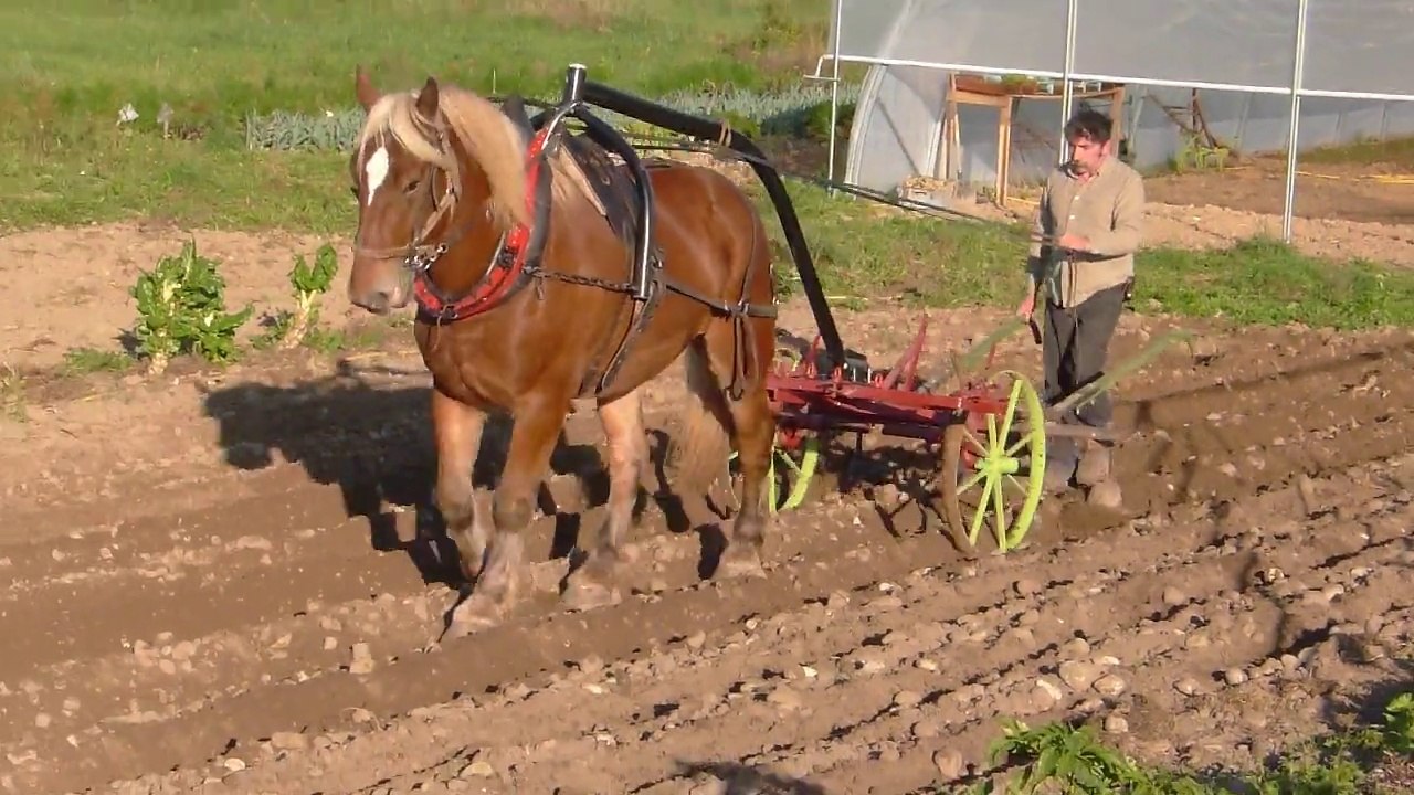 NeoBucher-Traction-Animale-et-Maraîchage (Hippotese)