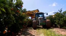 Citrus Harvesting in Australia with a Automatic Harvester
