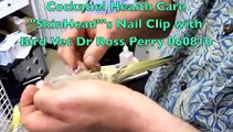 Cockatiel Health Care Skinhead's Nail Clip 060810