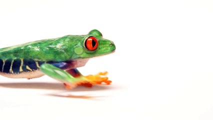 Why Are Babies So Cute