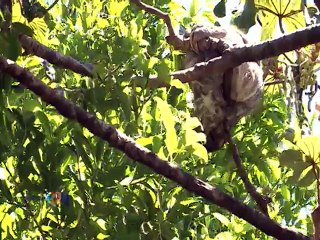 Una tacita de café de Dota sabe a excelencia