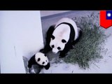 Tierno bebé panda en Taiwán será separado de su madre… pero por una buena razón