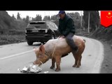 Granjero chino se deshace de sus caballos y los reemplaza con un pobre cerdito