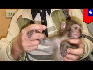 Macacos de Formosa salen de la lista de animales en vía de extinción