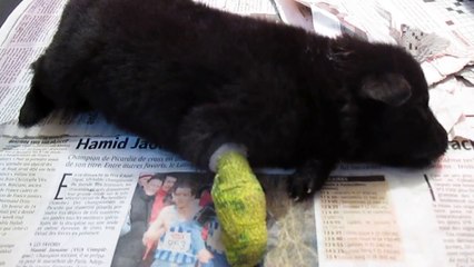 8 avril 2015 : Choupette ne semble pas bien